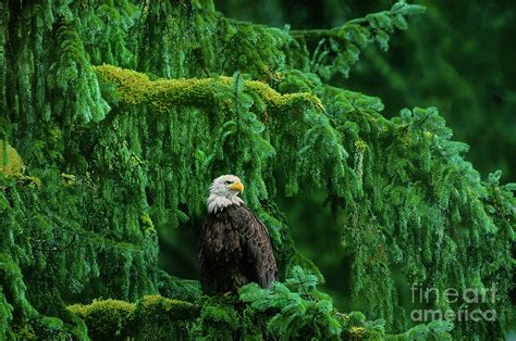 Bald Eagle In Temperate Rainforest Alaska Endangered Species Photograph