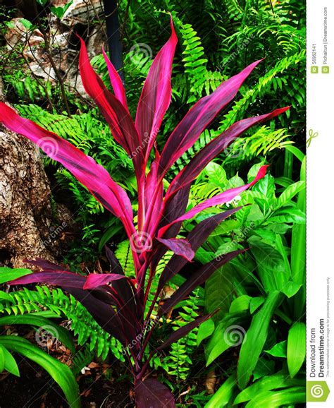 Agavaceae Clipart 20 Free Cliparts Download Images On Clipground 2023