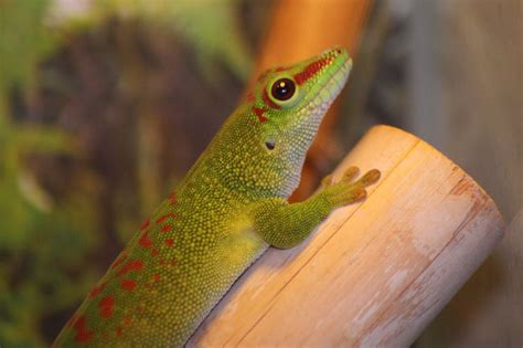 Tropical Rainforest Reptiles List With Pictures And Facts For Kids