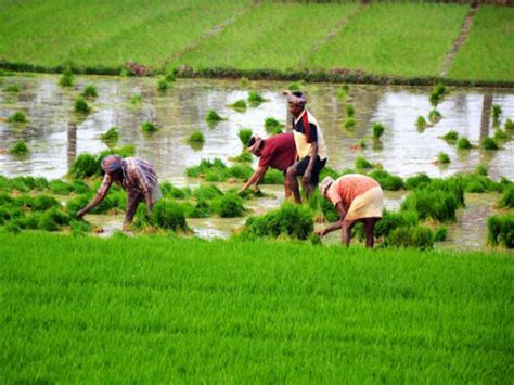 Income Of Uttar Pradesh Farmers Are Among The Lowest In The Country