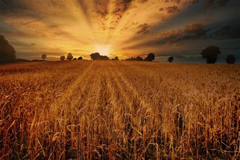 Sunset Over The Wheat Field By Adrianedwa Ephotozine