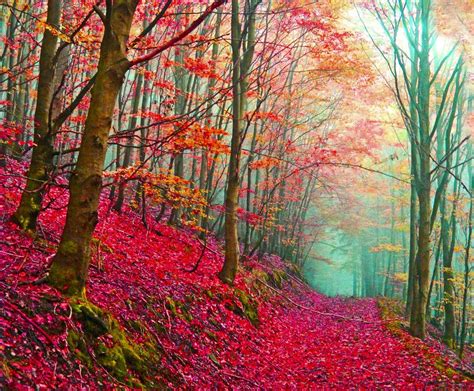 Red Forest Path Italy 庭作りのアイデア、風景、美しい風景