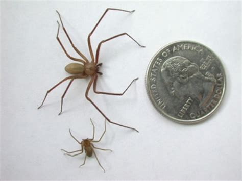 10 Facts About Brown Recluse Spider Fact File