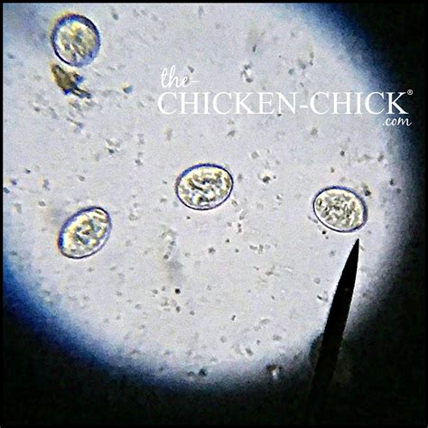 The Chicken Chick® Coccidiosis What Backyard Chicken Keepers Should Know