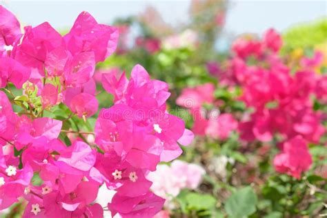 Pink Bougainvillea Flower Bright Bloom In The Sunselective Focus Stock