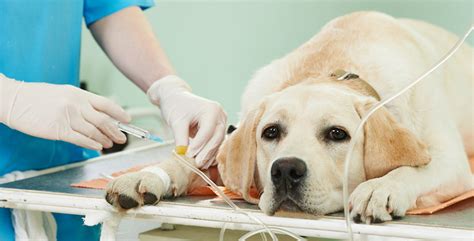 That means costs for for pet insurance coverage to start, each pet you are insuring must have visited a vet within the past 12. Best Pet Insurance 2019: Reviews and Complete Buyers Guide