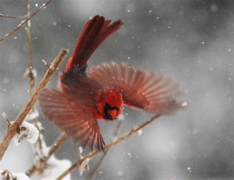 Northern Cardinal In Flight Another Snow Stormthis Flickr