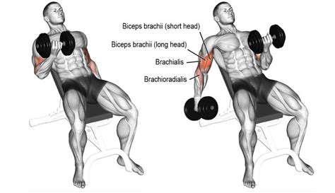 The 11 Best Bicep And Tricep Exercises For Mass Fitness Workouts