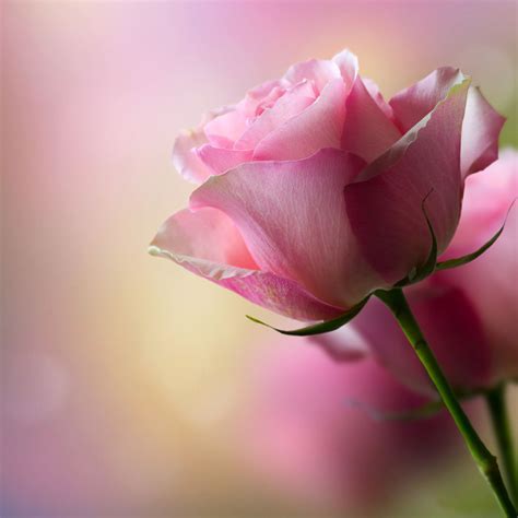Single Pink Rose Flowers Pictures