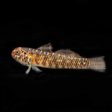 Queensland Dwarf Goby The Biota Group