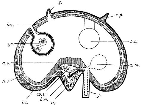 Drawing of cross section of the kidney with a stone. Starfish Arm | ClipArt ETC