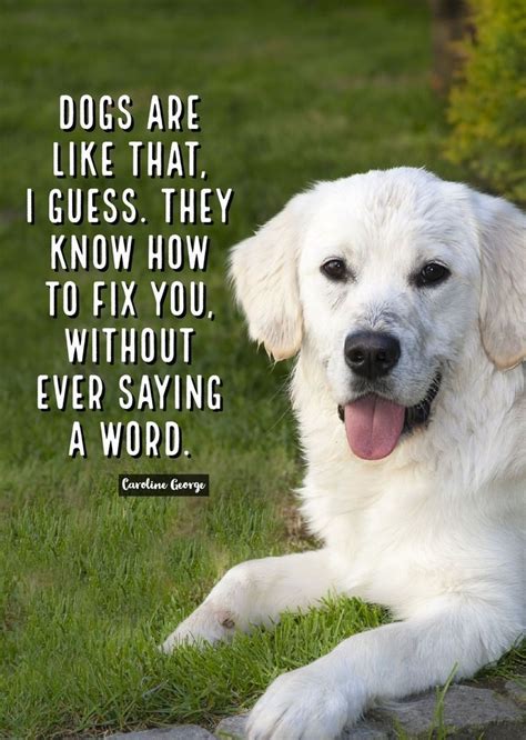 Cute Dog Quotes Vitalcute