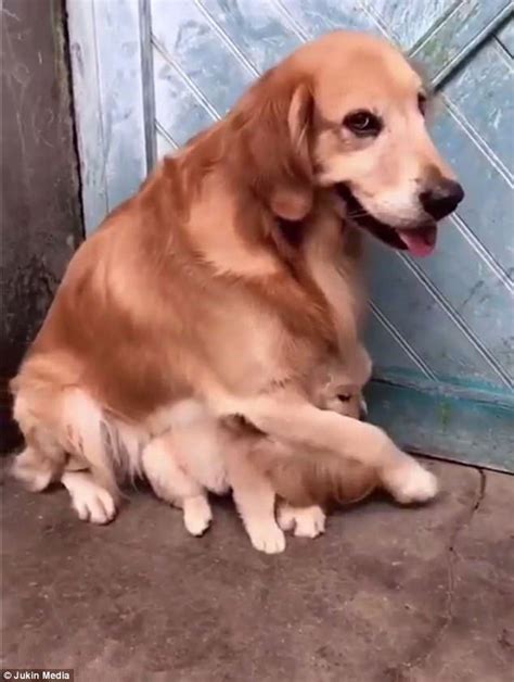 Adorable Video Shows Dog Protect Puppy From Real World Golden