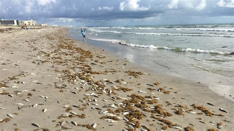 Map of melbourne beach, fl. Red tide in Cocoa Beach, Satellite Beach, Melbourne Beach, Indialantic