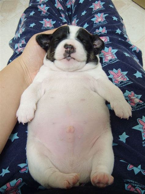 Fat Puppy Sleeping Chubby Puppies Fat Puppies Cute Animals