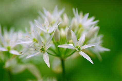Allium Flower Meaning Symbolism And Spiritual Significance Flower Flood