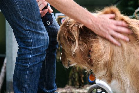 Free Stock Photo Of Dog Dog Being Petted Hand