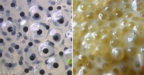 It has tapioca pearls inside of a milk tea. Brazilian Tapioca - eatrio.net