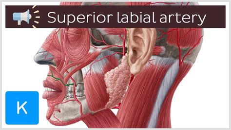 Superior Labial Artery Anatomical Terms Pronunciation By Kenhub Youtube