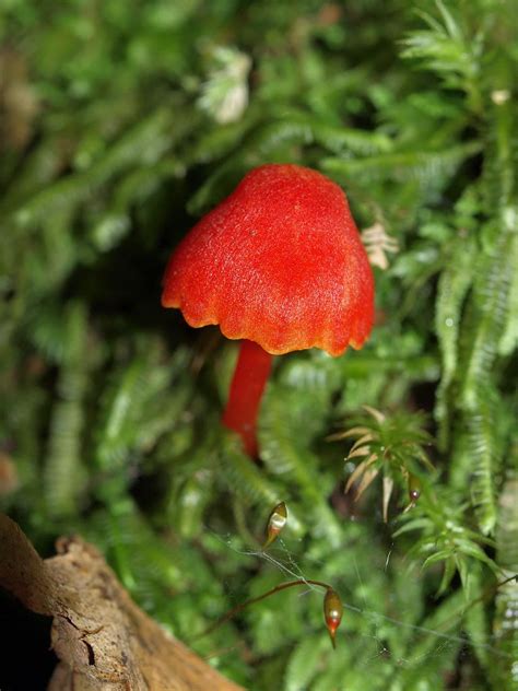 Hygrocybe Firma Red Fungus Springbrook Diversity In The Fu Flickr