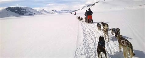 Winter Dog Sledding Courses In Norway Beito Husky Tours