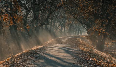 Fall Mist Leaves Forest Road Trees Path Sunlight Sun Rays Nature Yellow