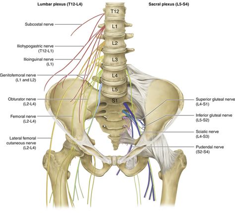 Pelvic Nerves Anatomy