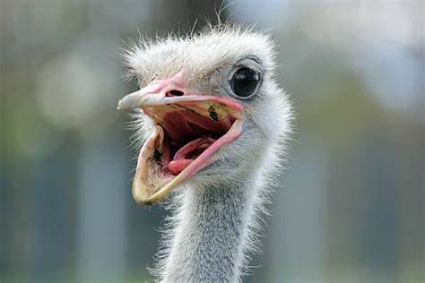 Ostrich With Mouth Open Stock Photos Pictures And Royalty Free Images