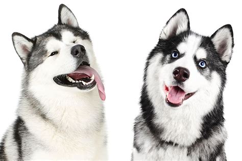 Malamute Vs Husky A Guide To Understanding The Differences