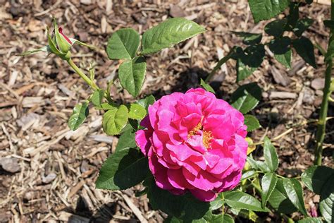 Pretty lady roses has long lasting multi petaled deep plink flowers with a. 63. 2027-2 Pretty Lady Rose In Color Photograph by M K Miller