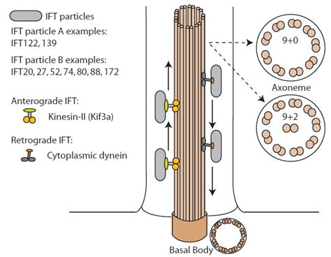 Schematic Representation Of The Cilium Showing The Organization Of The