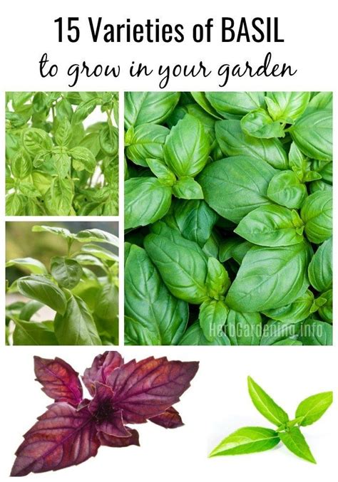 15 Types Of Basil To Grow In Your Garden Best Herbs To Grow Types Of