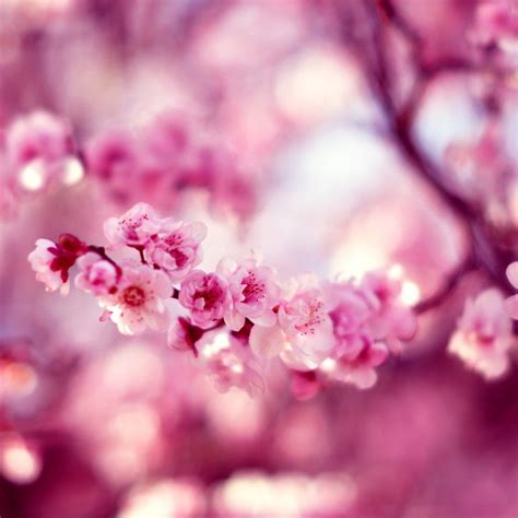 Spring Iphone And Ipad Wallpaper — Crafthubs Ipad Wallpaper Gallery