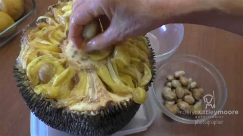 How To Prepare Jackfruit Seeds Youtube