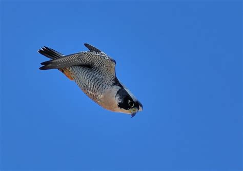 They are found on every continent except antarctica. Peregrine Falcon in Dive - a photo on Flickriver