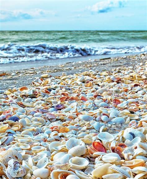 Shell Beach Sanibel Island Florida Usa Sanibel Island Florida