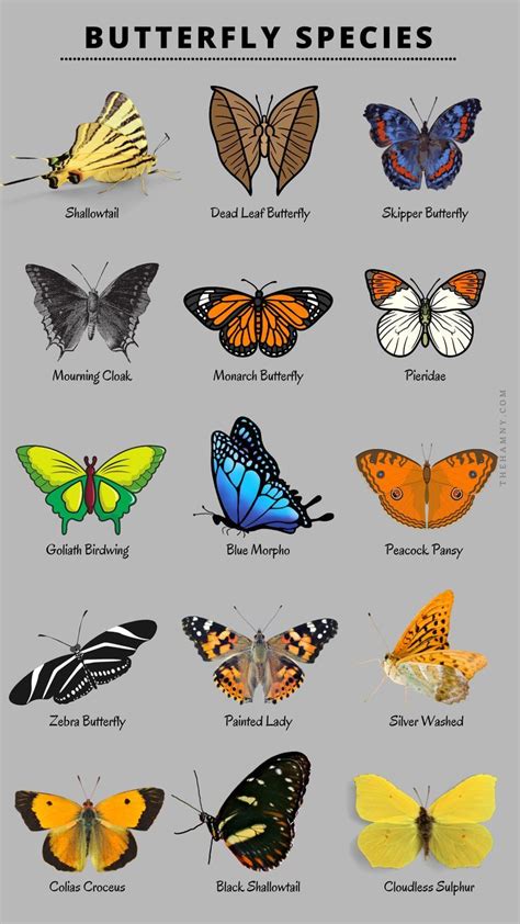 Butterfly Species Chart Types Of Butterflies Butterfly Species