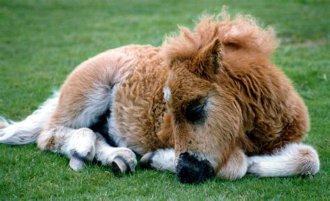Miniature Baby Horse Sleeping Animals Cute Pony Baby