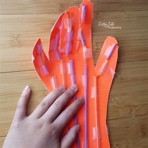 For example, the tibialis anterior is named after the part of the bone to which it is attached (the anterior portion of the tibia), and the names of the brachialis and brachioradialis muscles tell you that they are located in the arm because the word. Awesome Muscular System Hand Craft for Kids