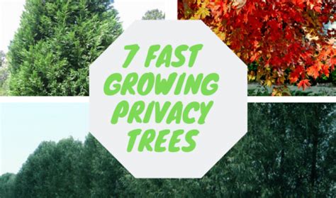 7 Fast Growing Privacy Trees For Screening Your Home And Garden