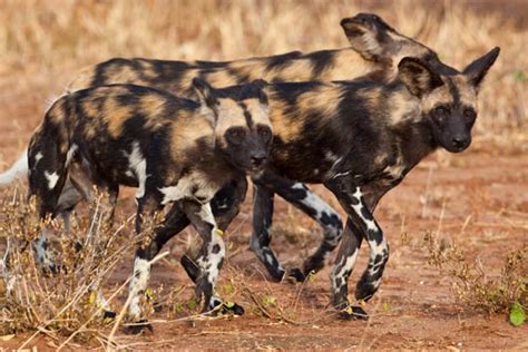With habitats ranging from tropical rainforest the african animals included in the list below represent just a fraction of the continent's amazing biodiversity. The Bizarre, Quirky, Rare and Deadly | A TANZANIAN TRAVELOGUE