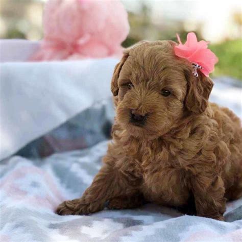 From puppies to seniors, we help dogs of all life stages put their best paw forward with positive dog training classes. Teacup Goldendoodles - Precious Doodle Dogs - Teacup ...