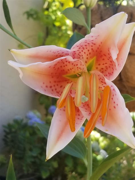 Oriental Lily - Sunnyvale-Garden