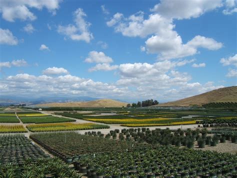 Now hiring | estamos contratando. Monrovia Nursery Co - Nurseries & Gardening - 817 E ...