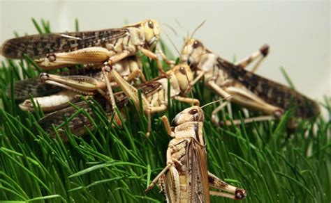 Traducir plaga significado plaga traducción de plaga sinónimos de información sobre plaga en el diccionario y enciclopedia en línea gratuito. La plaga de langostas que afecta a África podría llegar a ...