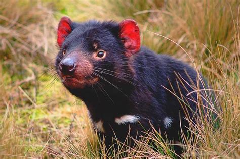 El demonio de tasmania, conocido científicamente como sarcophilus harrisii, es el carnívoro a nivel alimenticio, el demonio de tasmania es un depredador oportunista y, a pesar de su gran. ¿Dónde vive el demonio de Tasmania?