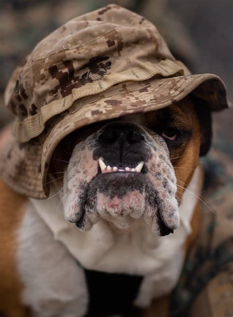 United States Marine Corps Bulldog Mascot History And