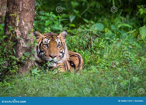 Tigre De Bengale Dans La Forêt Tropicale Photo Stock Image Du