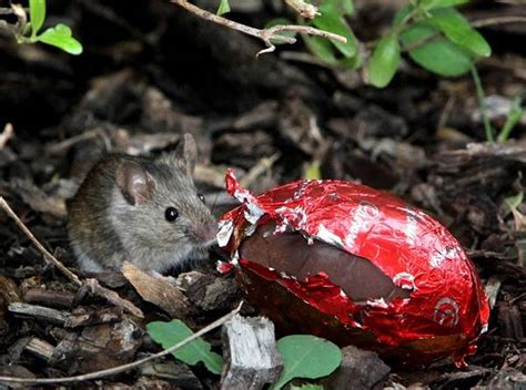 When you go to sleep they run across your bed and, in the morning. Victorian mouse plague talks | Bendigo Advertiser