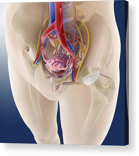 From wikimedia commons, the free media repository. Female Pelvic Anatomy, Artwork Acrylic Print by Science Photo Library
